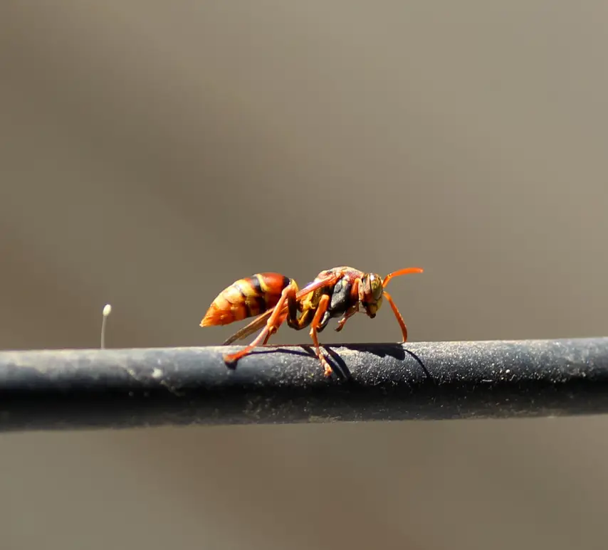 Common Paper Wasp (Polistes variabilis)